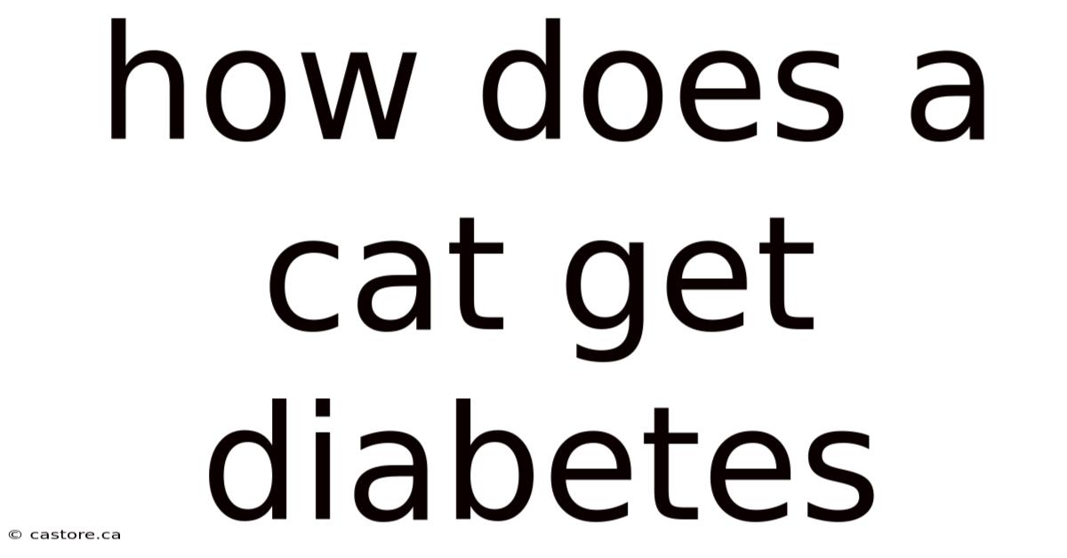 How Does A Cat Get Diabetes