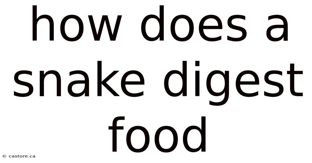 How Does A Snake Digest Food