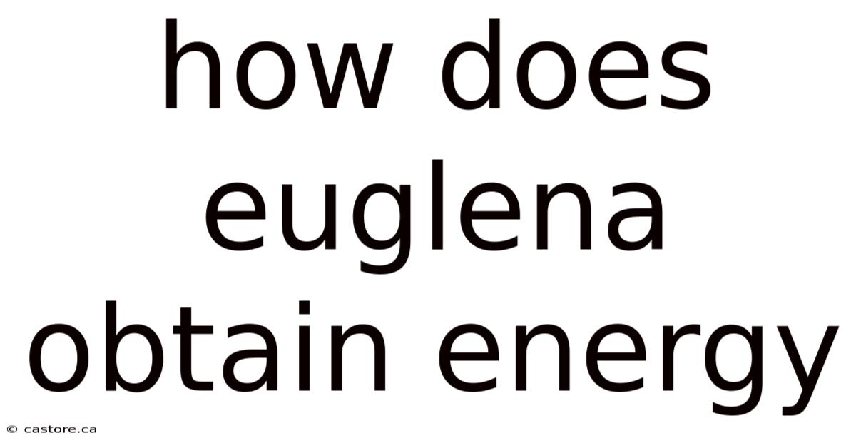 How Does Euglena Obtain Energy