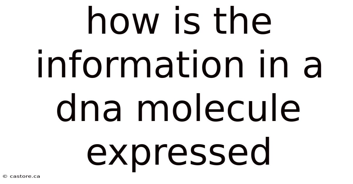 How Is The Information In A Dna Molecule Expressed