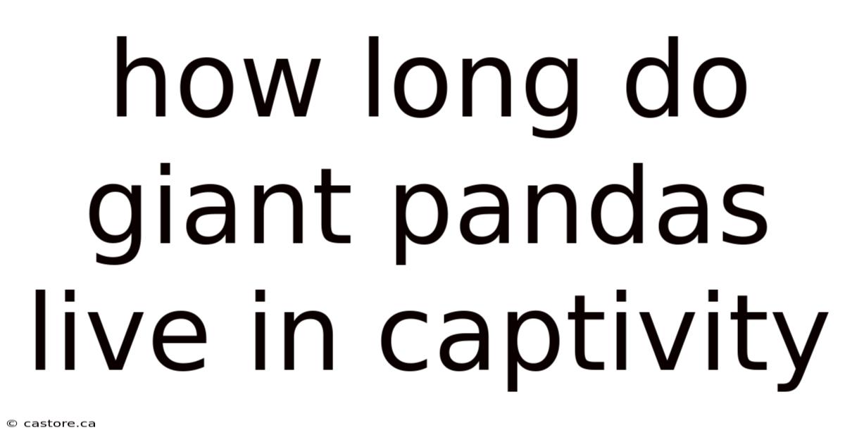 How Long Do Giant Pandas Live In Captivity