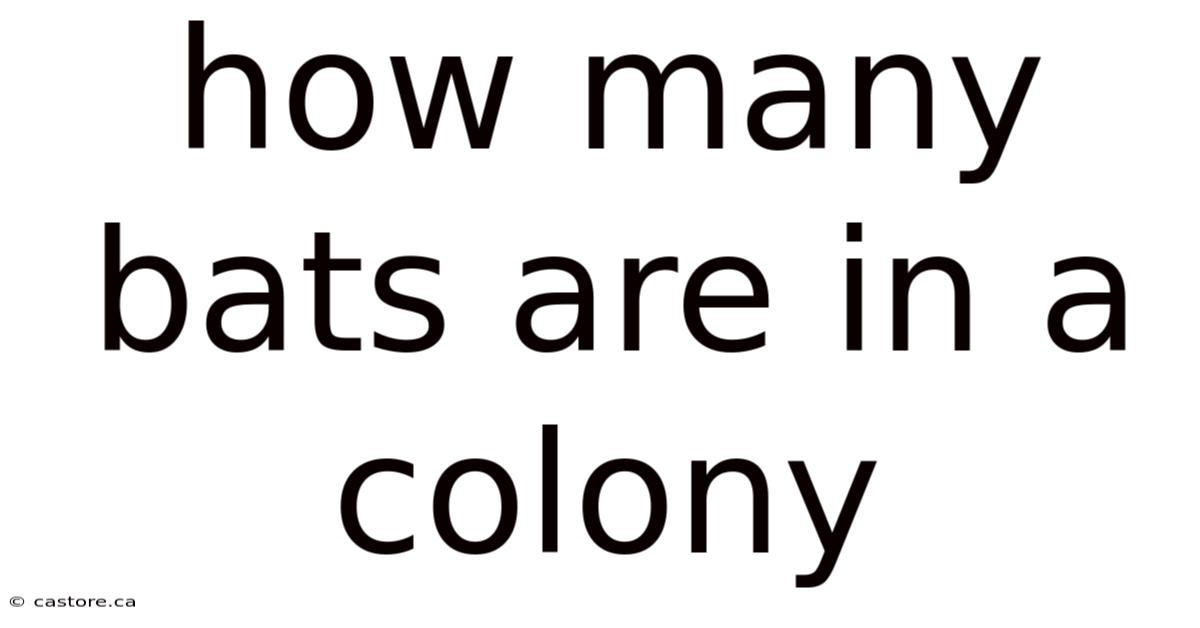 How Many Bats Are In A Colony