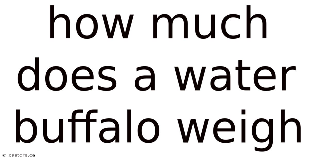 How Much Does A Water Buffalo Weigh