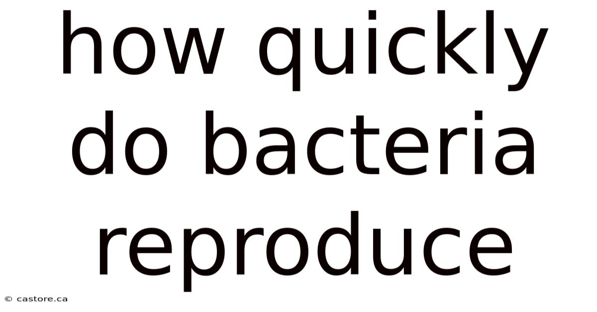 How Quickly Do Bacteria Reproduce