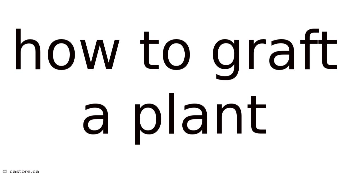 How To Graft A Plant
