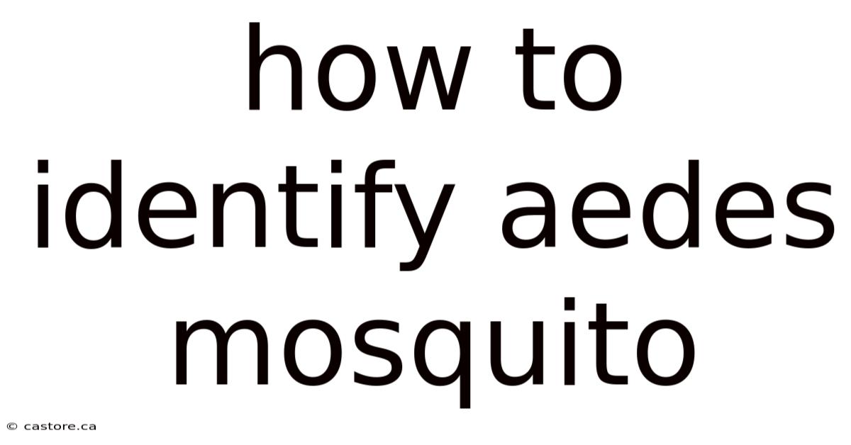 How To Identify Aedes Mosquito