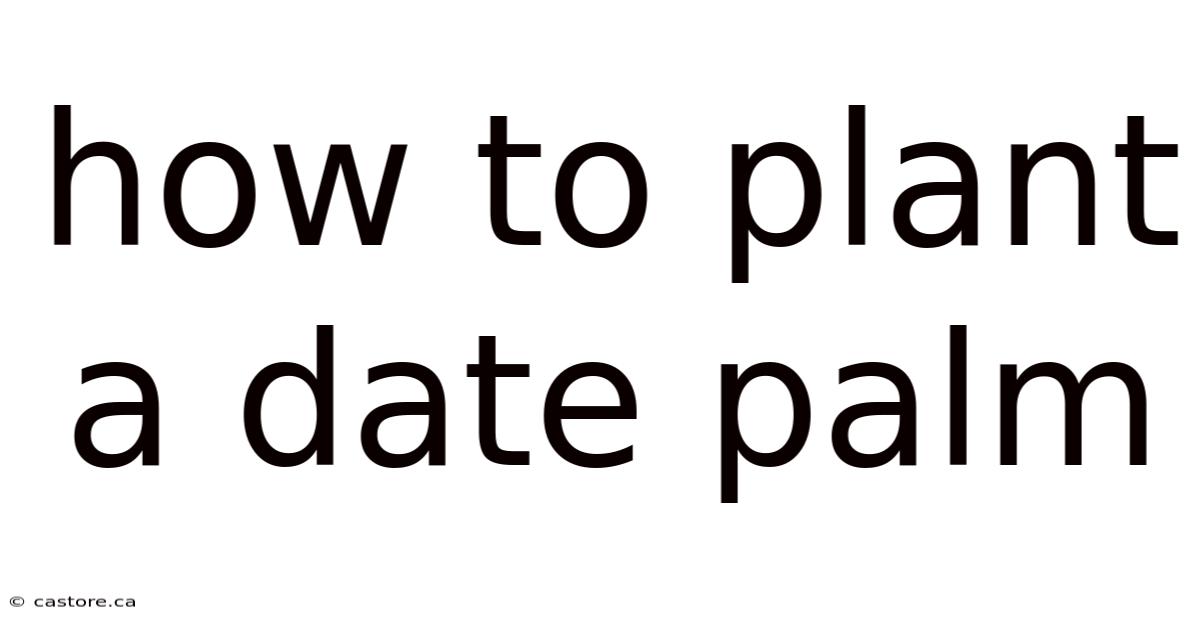 How To Plant A Date Palm