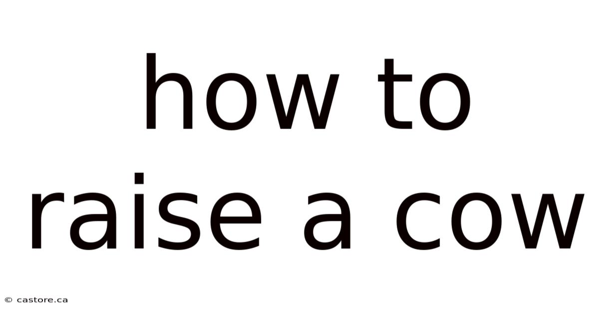 How To Raise A Cow