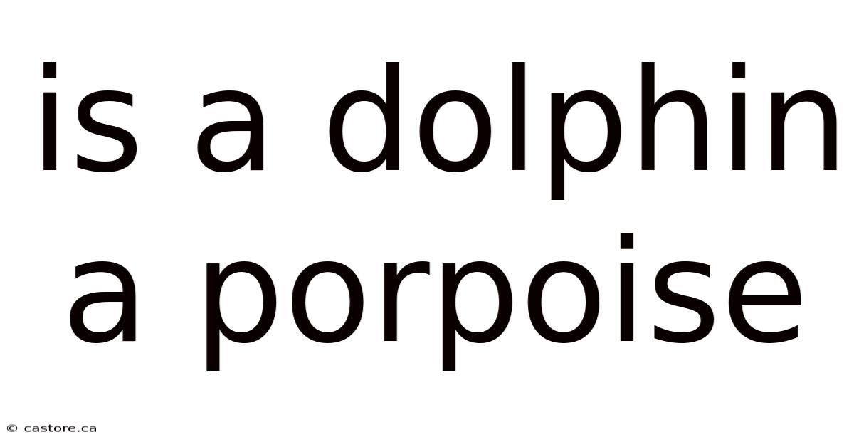 Is A Dolphin A Porpoise