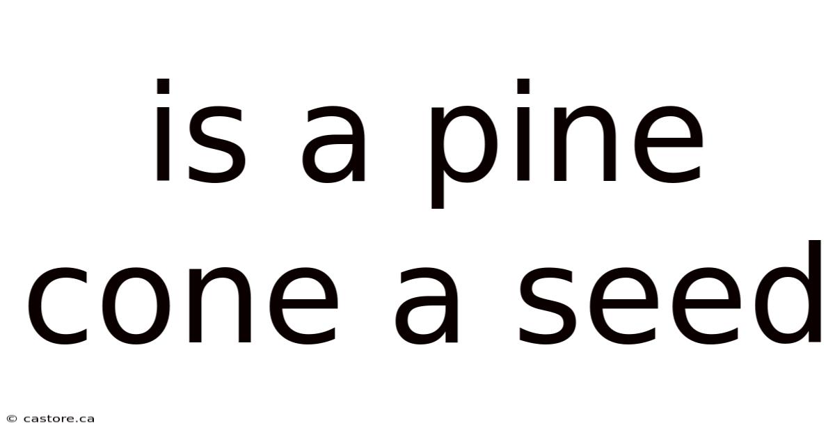Is A Pine Cone A Seed