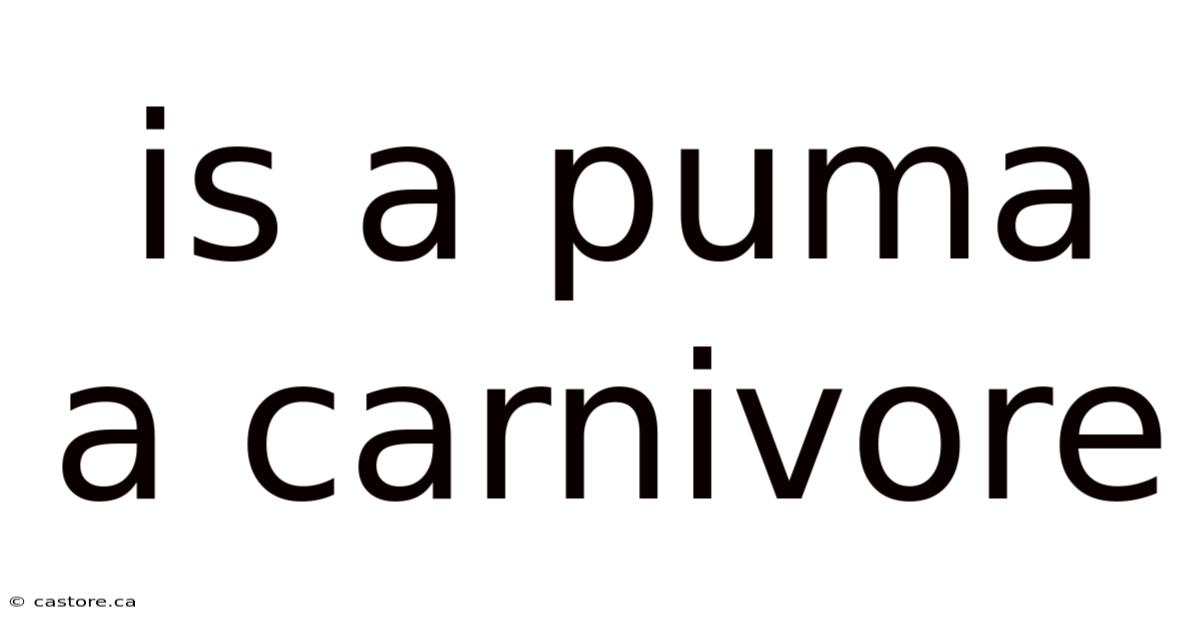 Is A Puma A Carnivore