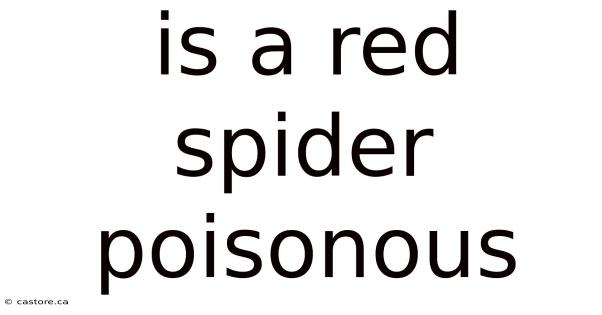 Is A Red Spider Poisonous