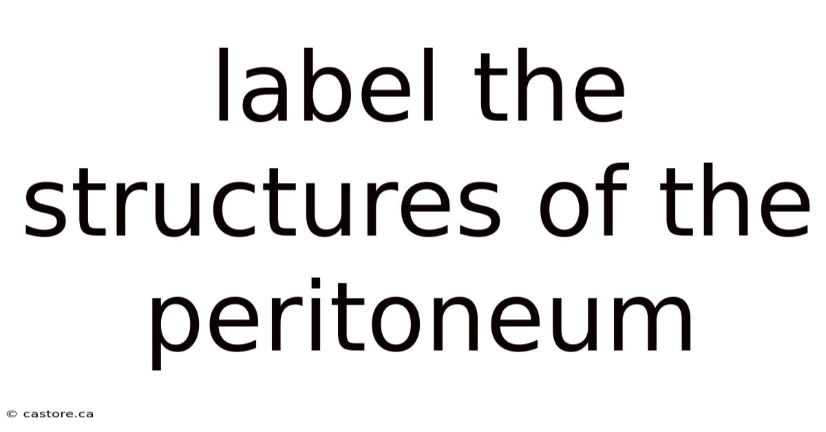 Label The Structures Of The Peritoneum