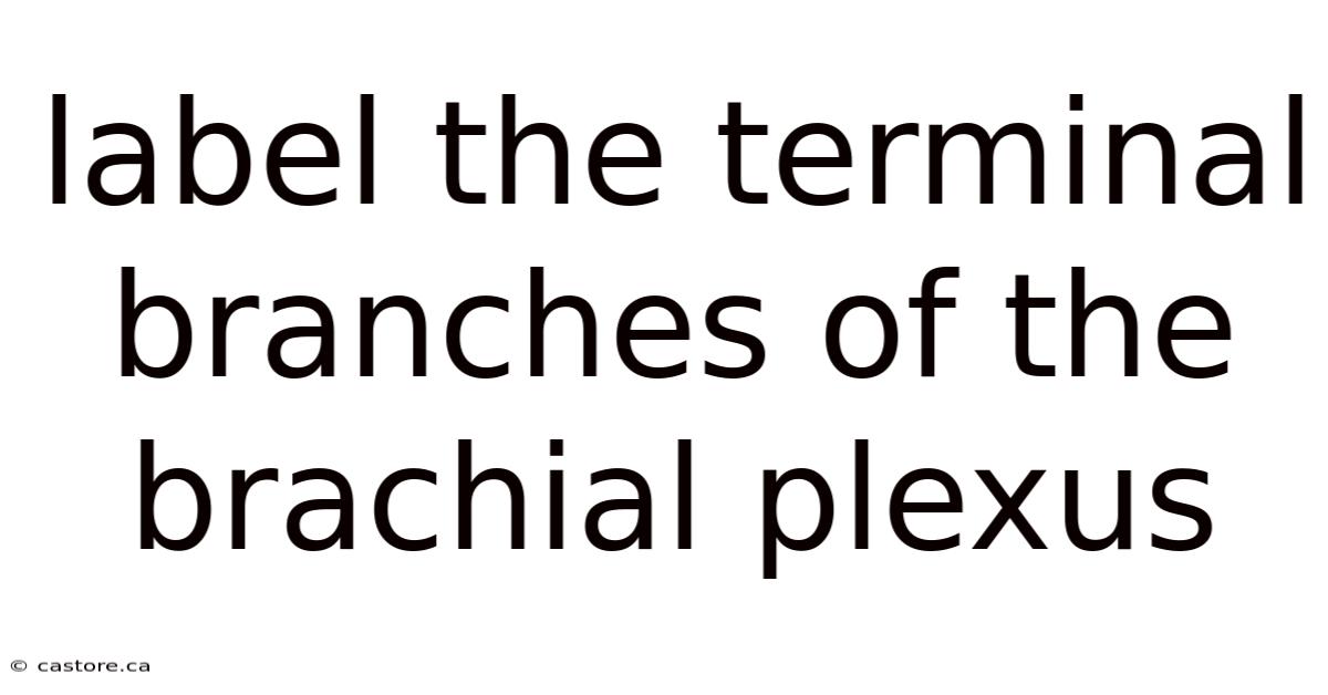 Label The Terminal Branches Of The Brachial Plexus