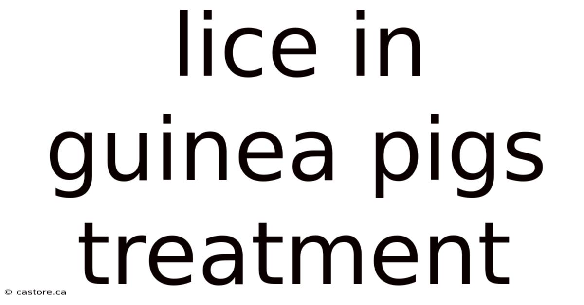 Lice In Guinea Pigs Treatment