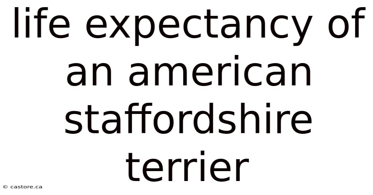 Life Expectancy Of An American Staffordshire Terrier