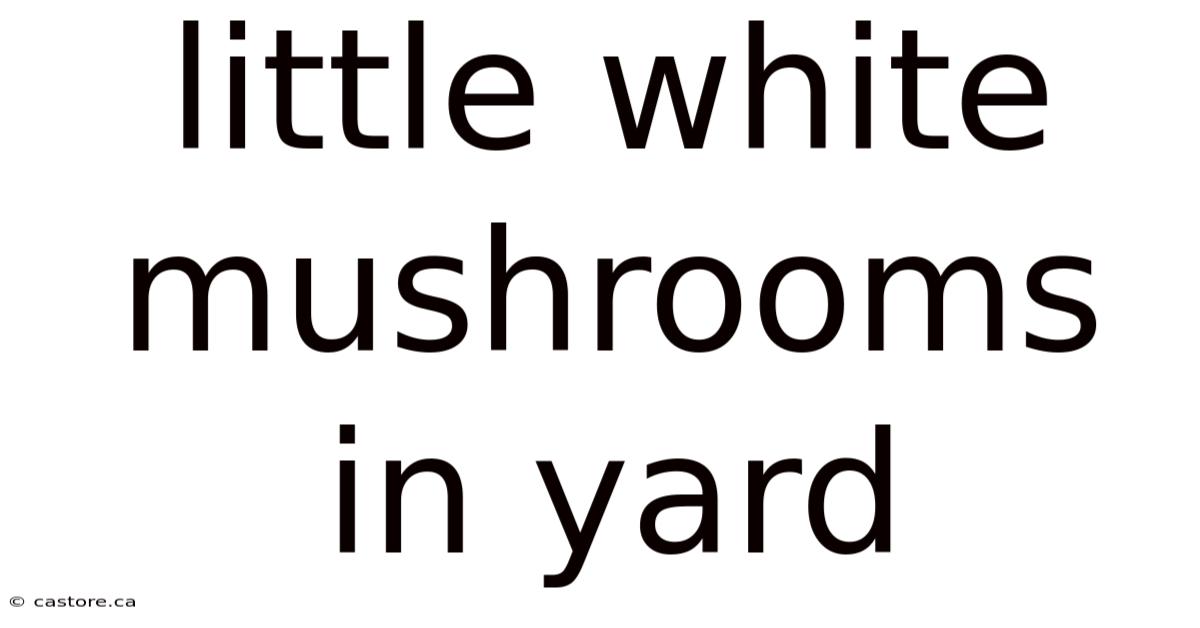 Little White Mushrooms In Yard