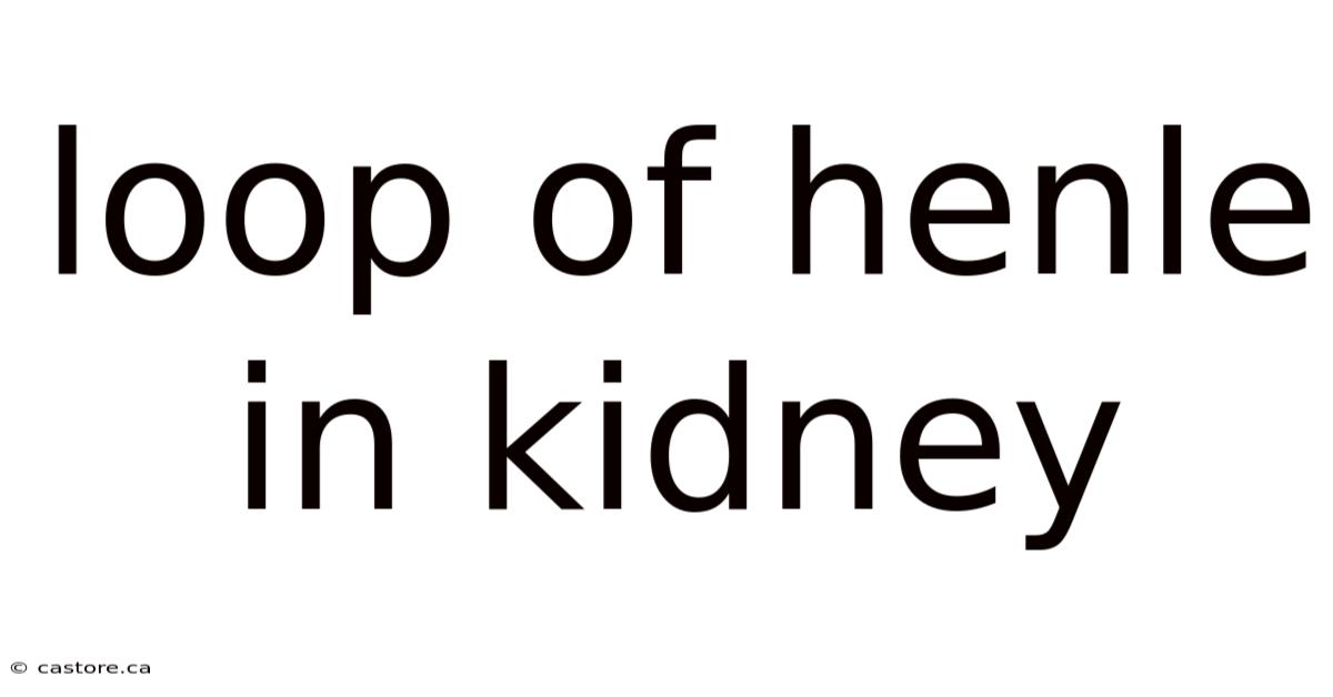 Loop Of Henle In Kidney