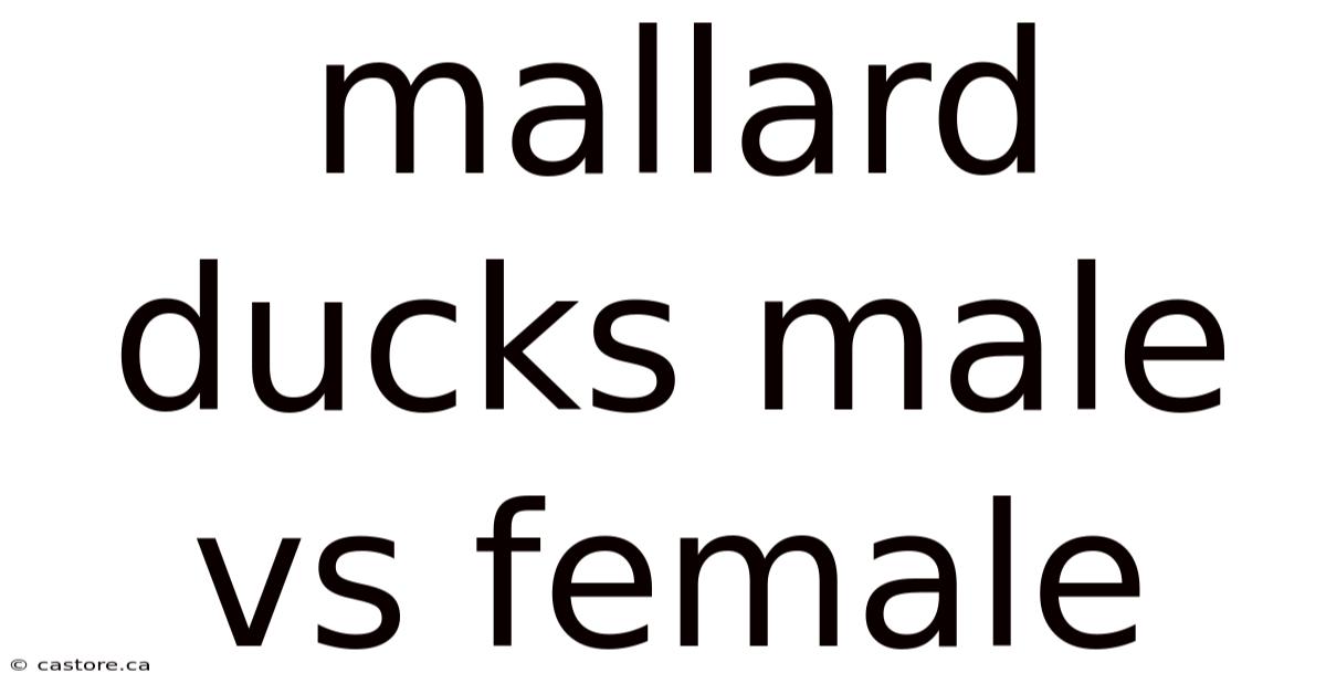 Mallard Ducks Male Vs Female