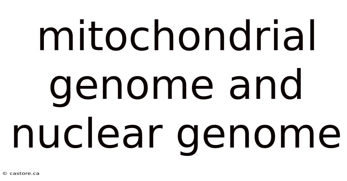 Mitochondrial Genome And Nuclear Genome