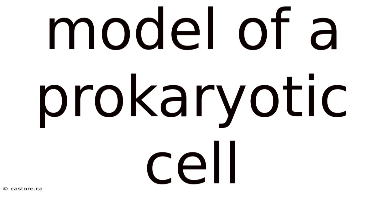Model Of A Prokaryotic Cell
