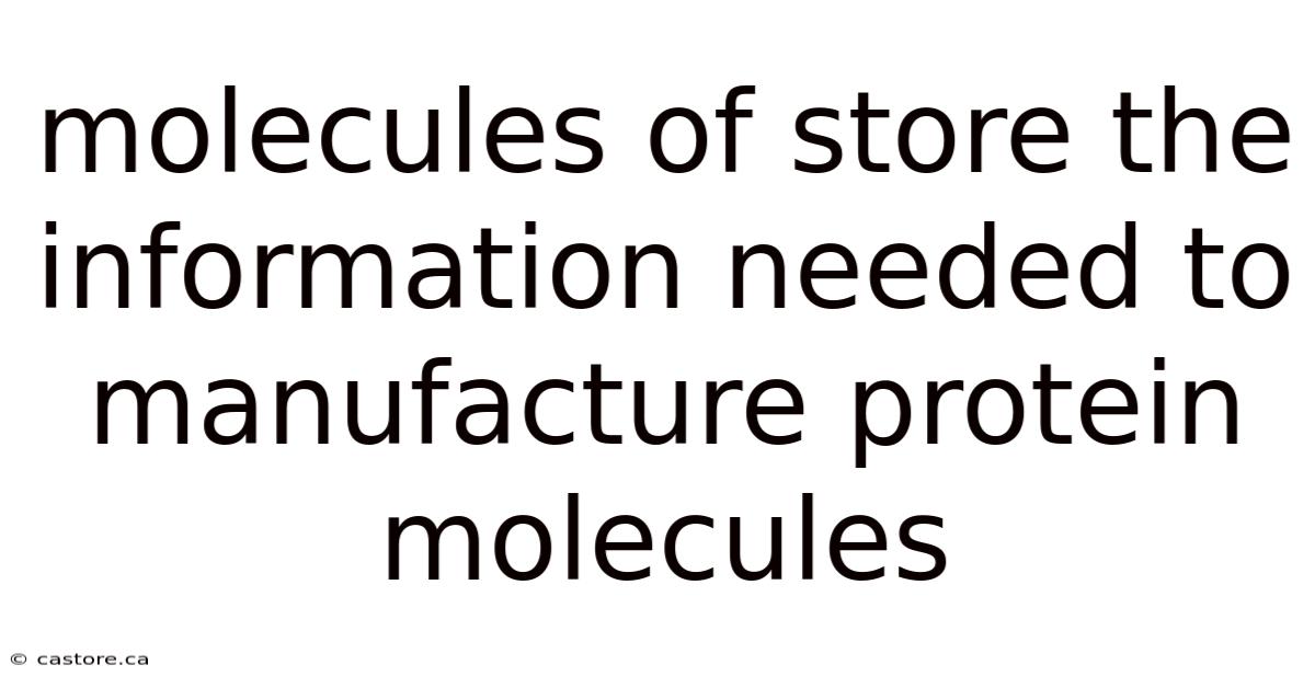 Molecules Of Store The Information Needed To Manufacture Protein Molecules
