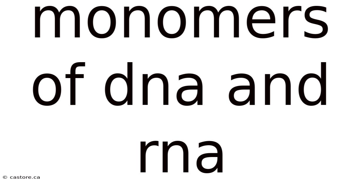 Monomers Of Dna And Rna
