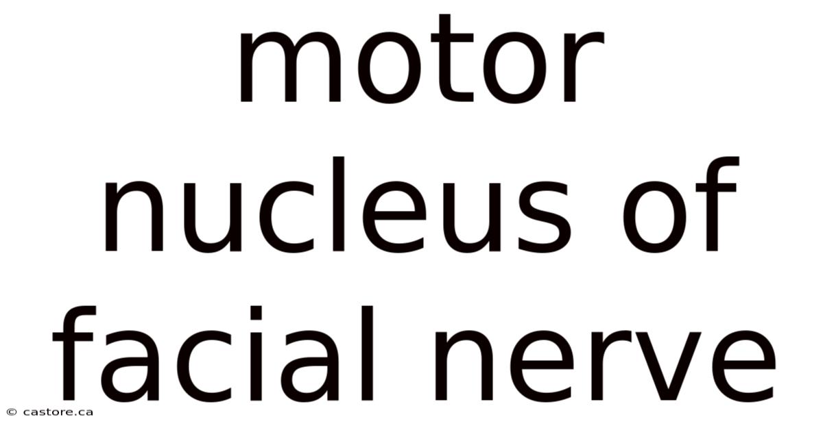 Motor Nucleus Of Facial Nerve