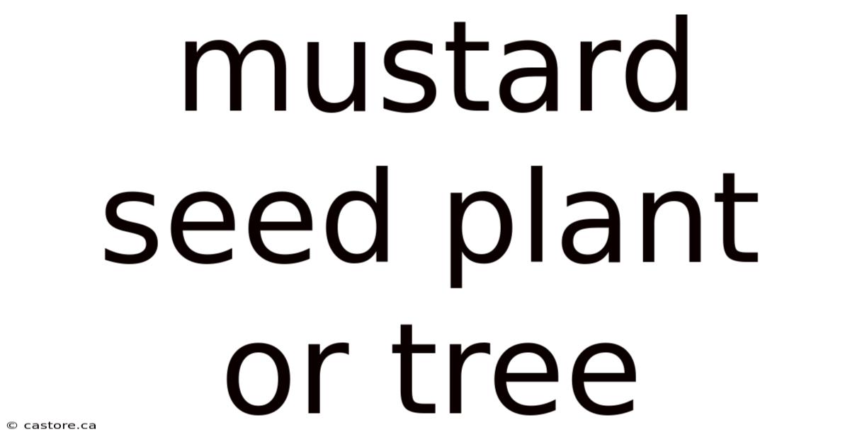 Mustard Seed Plant Or Tree