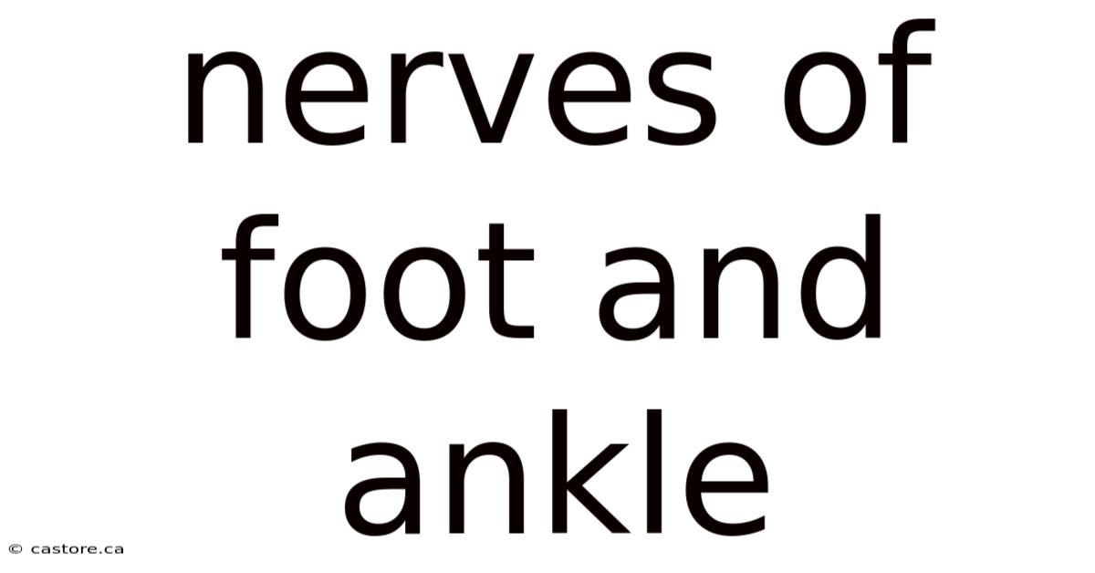 Nerves Of Foot And Ankle