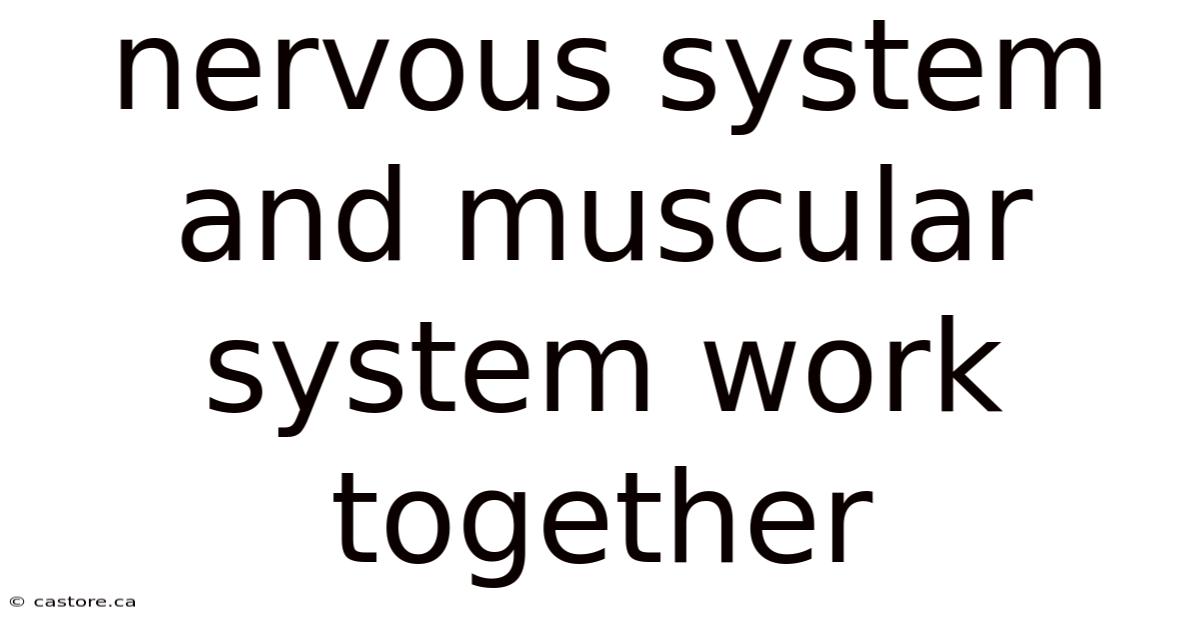 Nervous System And Muscular System Work Together