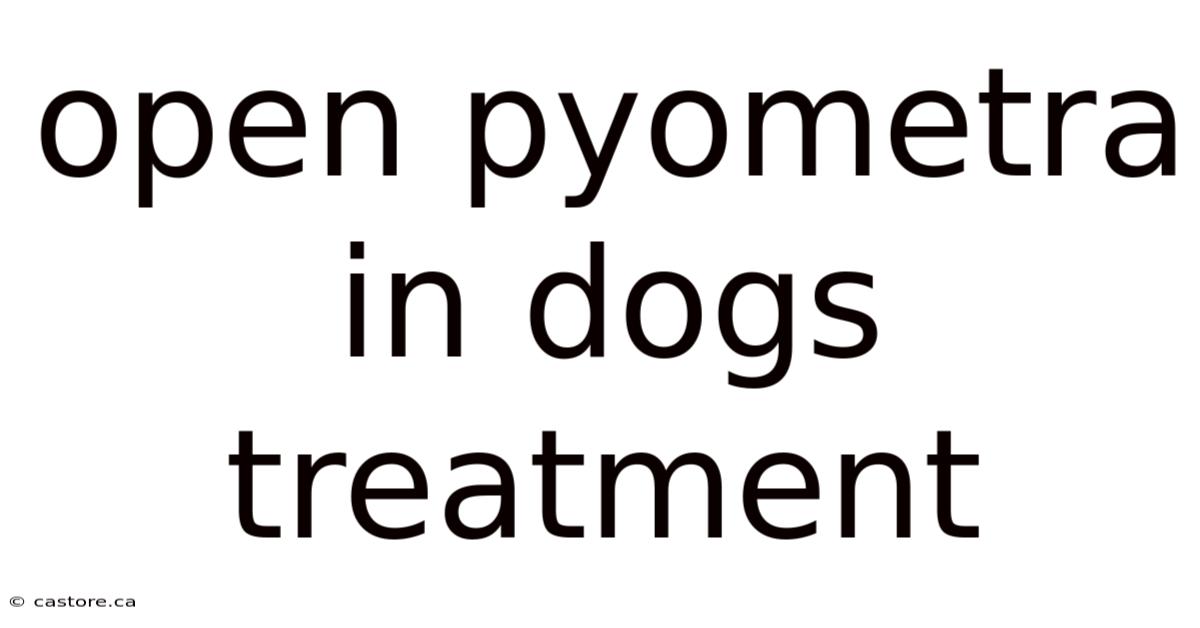 Open Pyometra In Dogs Treatment