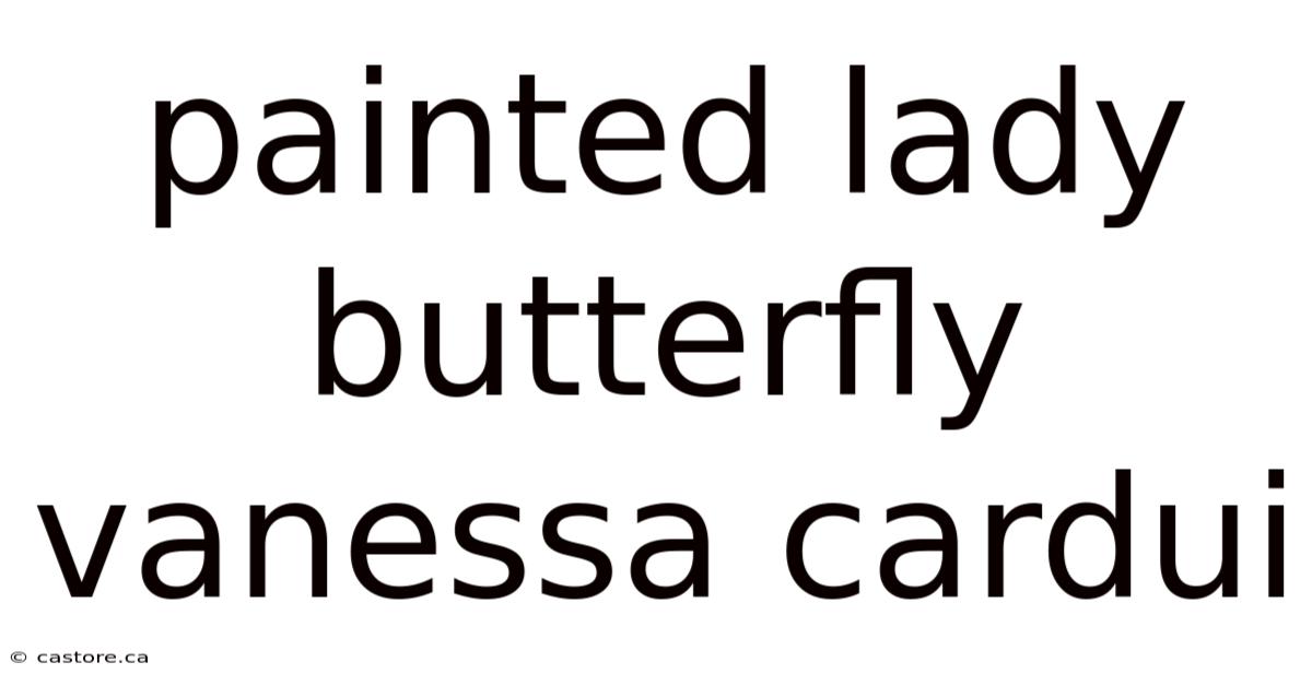 Painted Lady Butterfly Vanessa Cardui