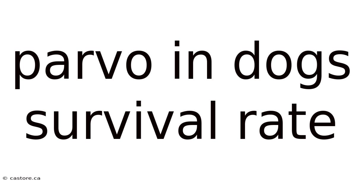 Parvo In Dogs Survival Rate