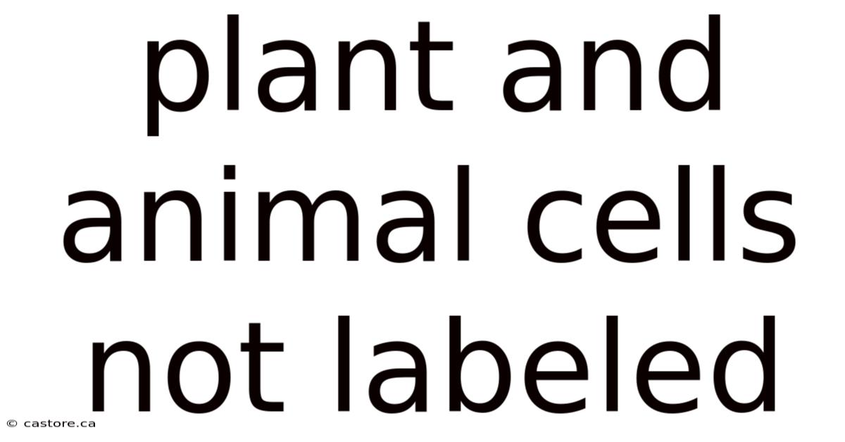 Plant And Animal Cells Not Labeled