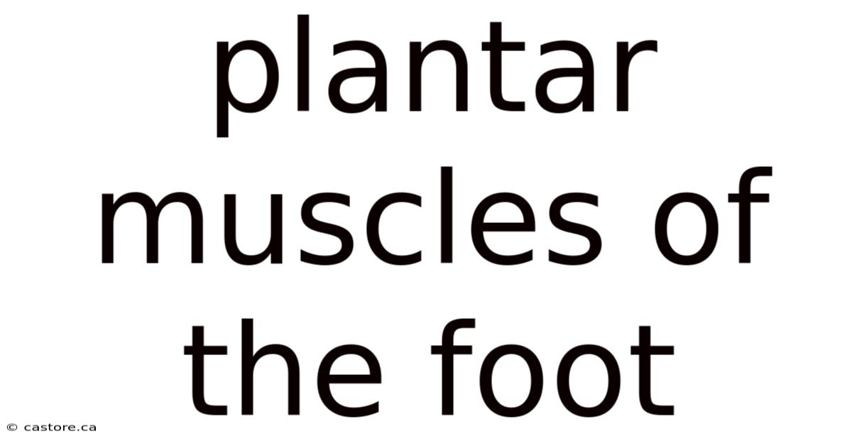 Plantar Muscles Of The Foot