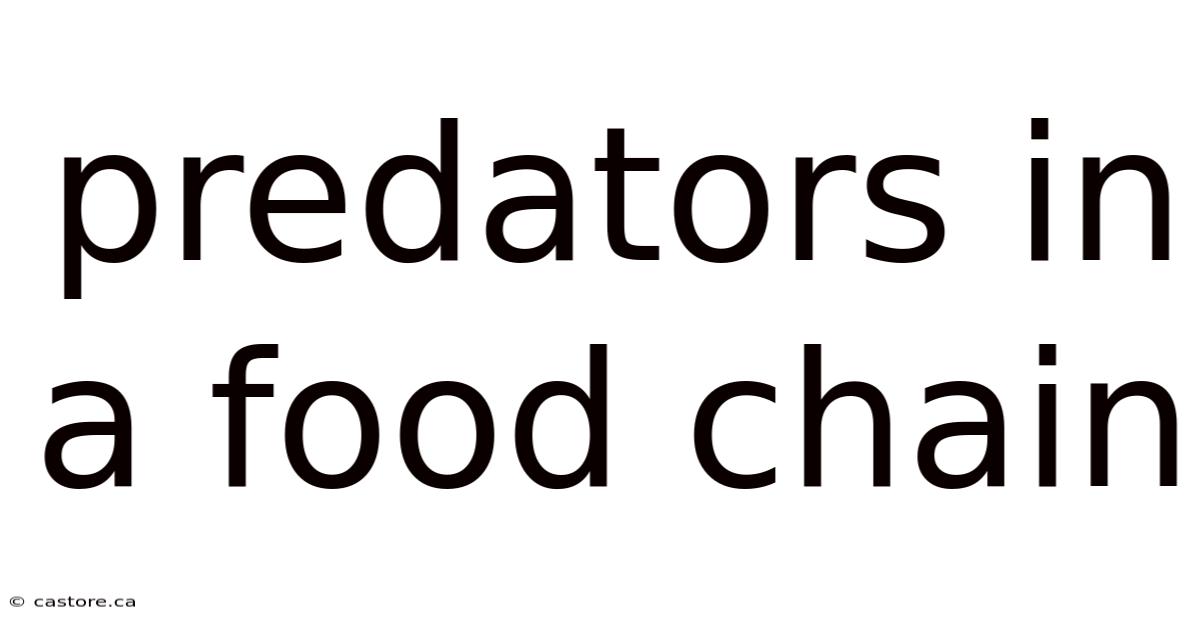 Predators In A Food Chain