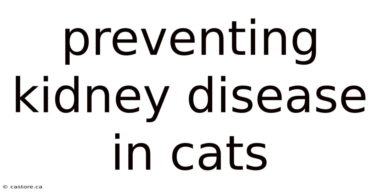 Preventing Kidney Disease In Cats