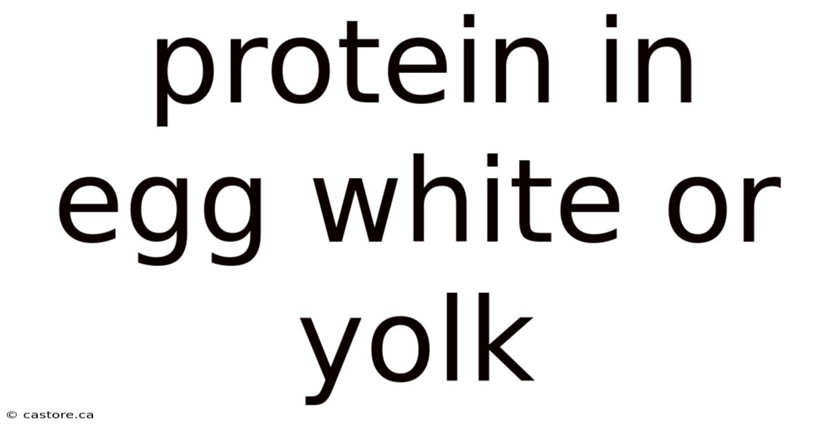 Protein In Egg White Or Yolk