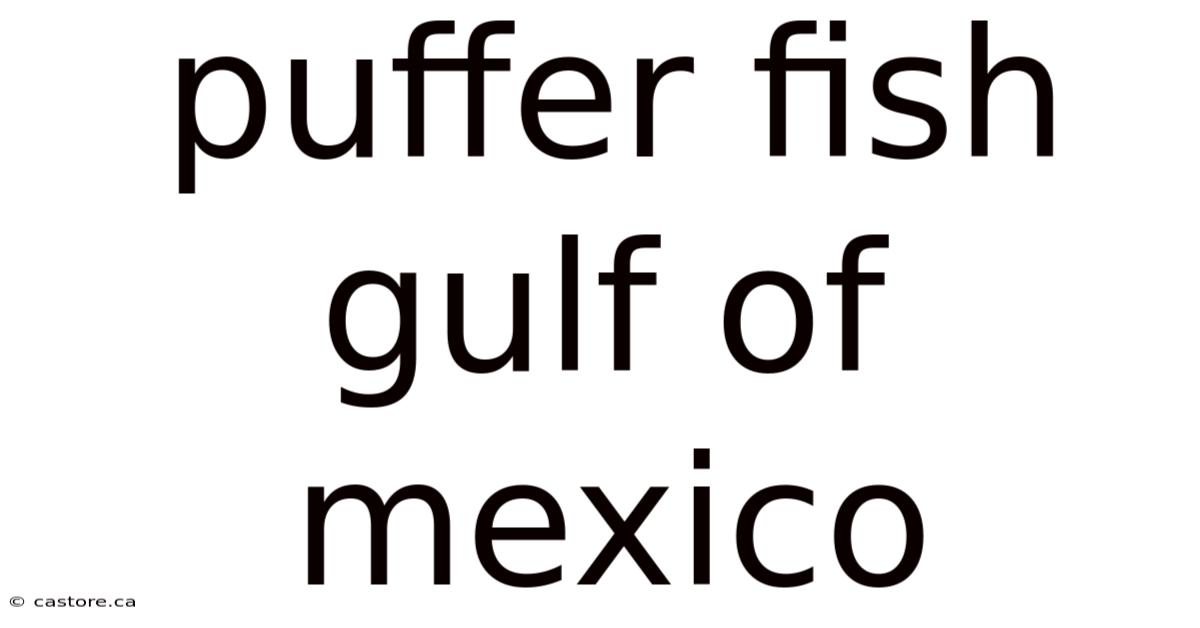 Puffer Fish Gulf Of Mexico