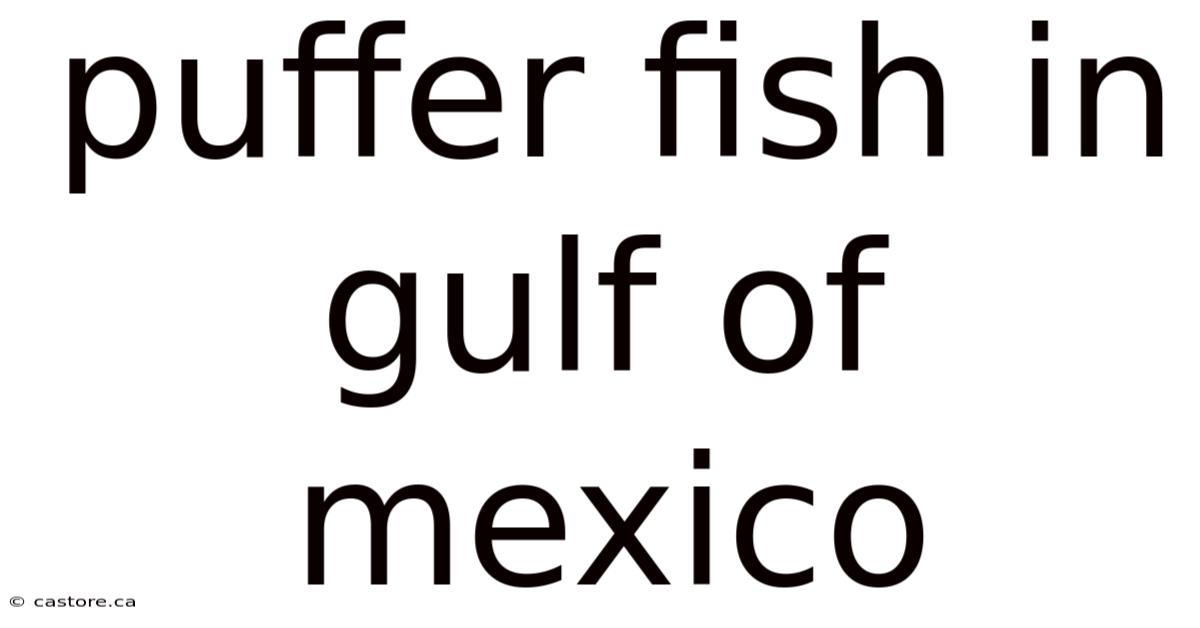 Puffer Fish In Gulf Of Mexico