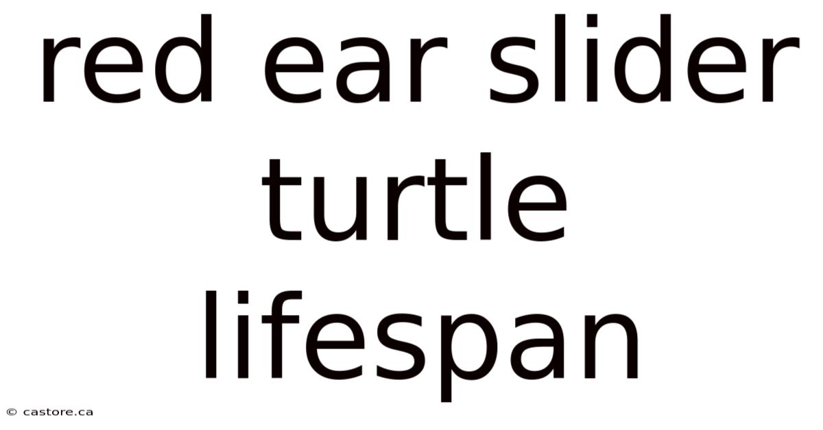 Red Ear Slider Turtle Lifespan