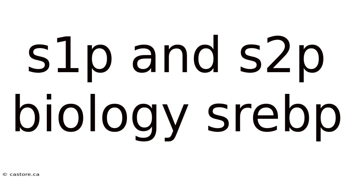 S1p And S2p Biology Srebp