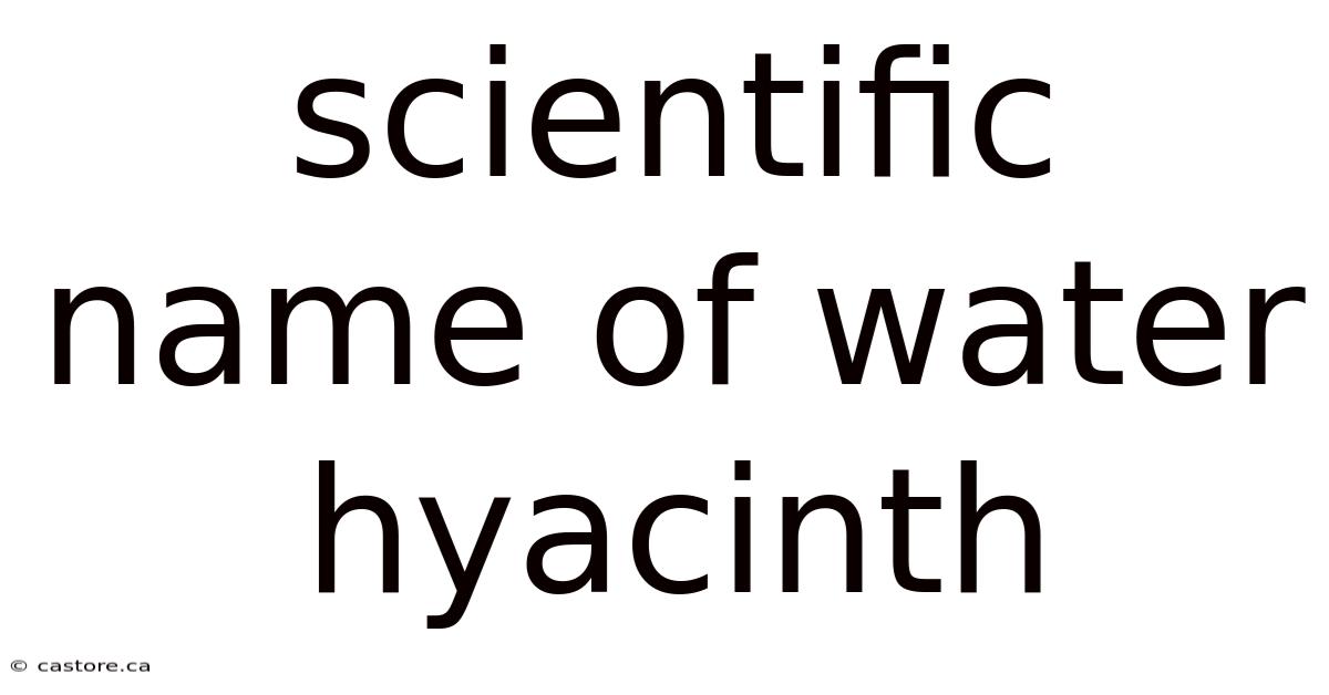 Scientific Name Of Water Hyacinth