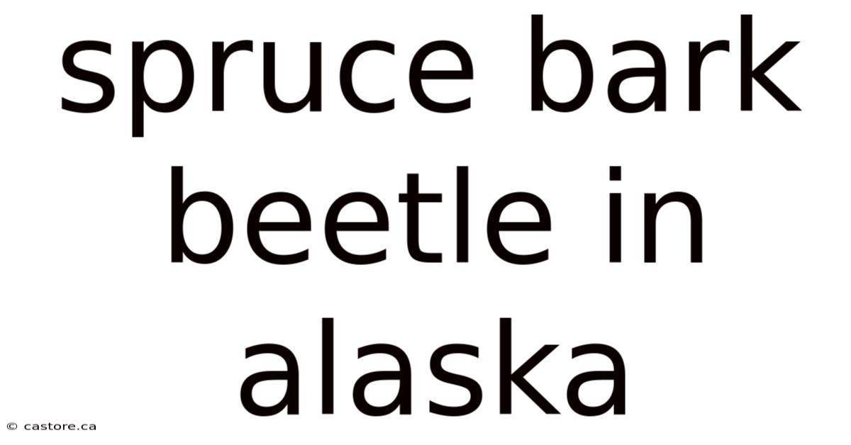 Spruce Bark Beetle In Alaska