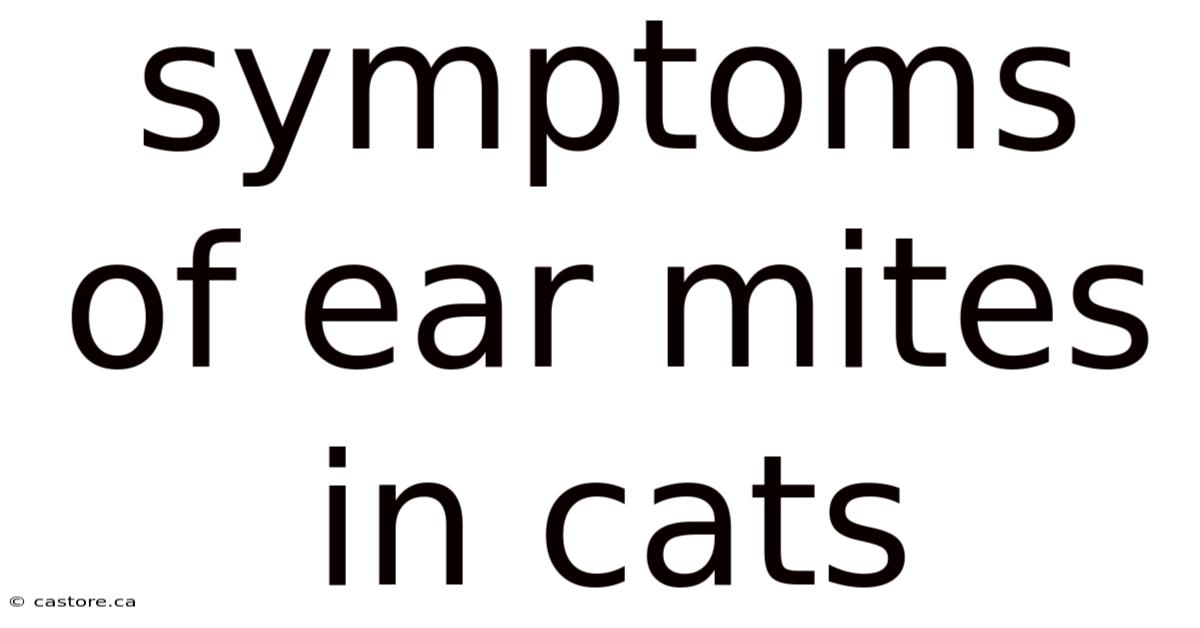 Symptoms Of Ear Mites In Cats