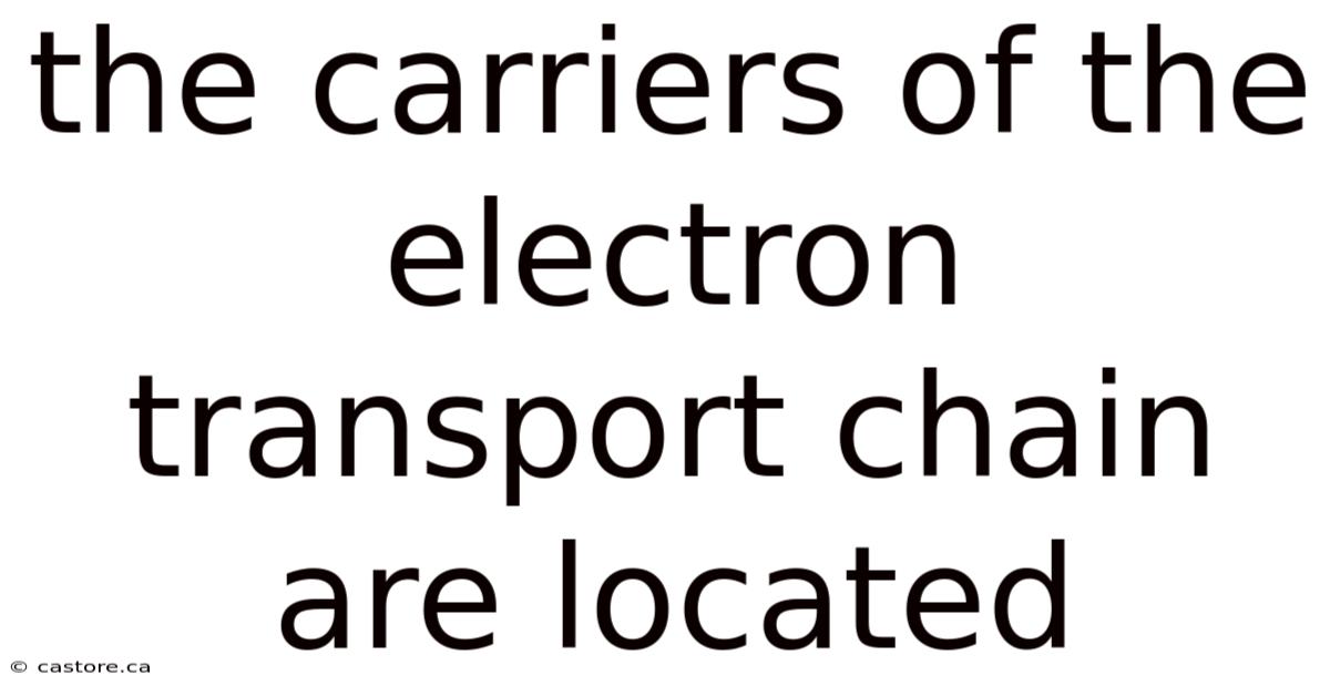 The Carriers Of The Electron Transport Chain Are Located