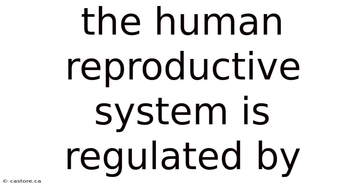 The Human Reproductive System Is Regulated By