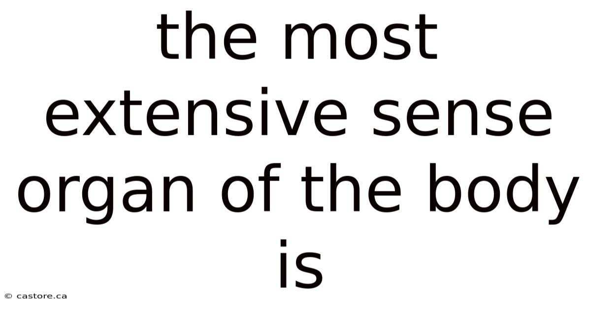 The Most Extensive Sense Organ Of The Body Is
