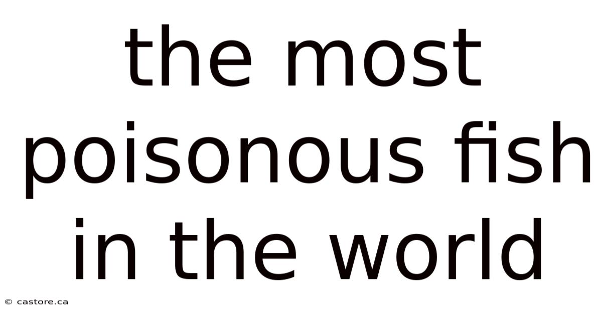 The Most Poisonous Fish In The World